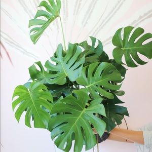 Monstera Deliciosa Cutting